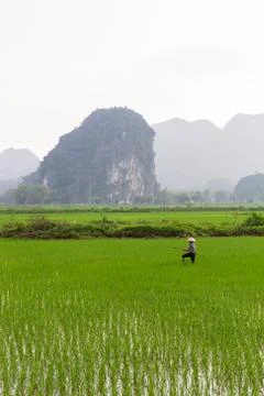 Farmer working in the rice fields Stock Photos