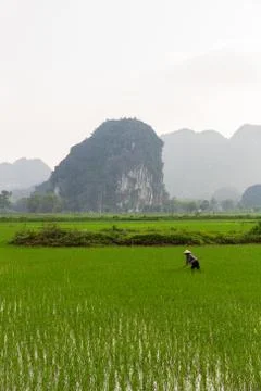 Farmer working in the rice fields Stock Photos