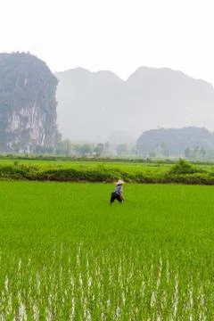 Farmer working in the rice fields Stock Photos