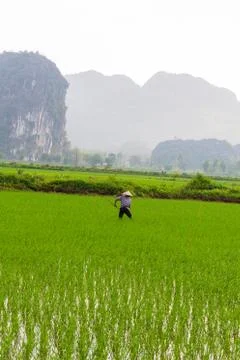 Farmer working in the rice fields Stock Photos