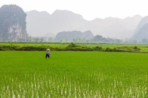 Farmer working in the rice fields Stock Photos