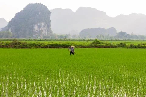 Farmer working in the rice fields Stock Photos