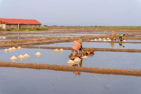 Farmer working in the rice fields at sunset in Kampot, Cambodia. Stock Photos
