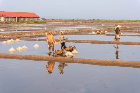 Farmer working in the rice fields at sunset in Kampot, Cambodia. Stock Photos