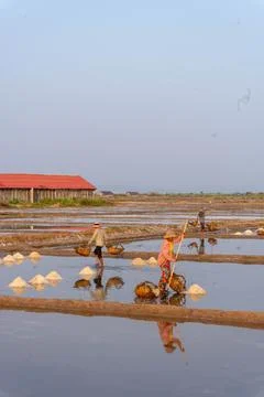 Farmer working in the rice fields at sunset in Kampot, Cambodia. Stock Photos