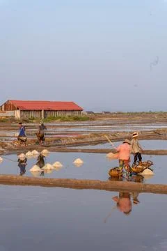 Farmer working in the rice fields at sunset in Kampot, Cambodia. Stock Photos