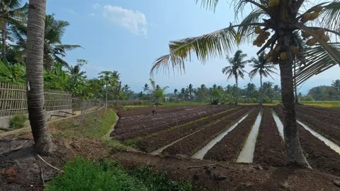 Farmer Working in a Rural Field Stock Footage 345100413