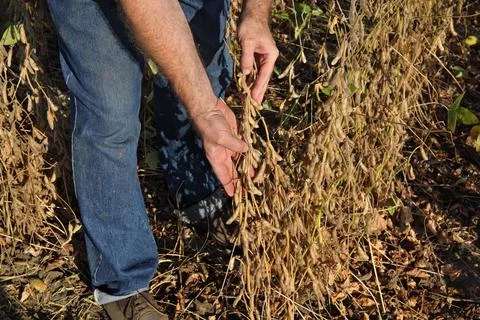 Farmer working in soybean field Stock Photos