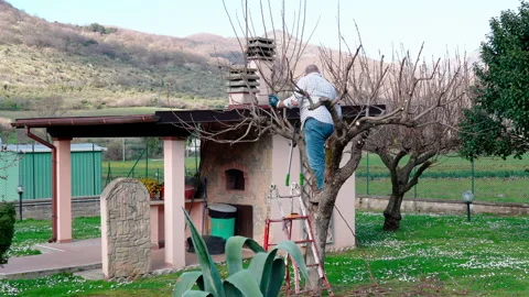 Farmer working in spring garden climbing on the tree and cutting dry branches Stock Footage 155804684