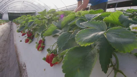 Farmer working at strawberry beds. Close up Red berries, hands inspecting row Stock Footage 231229136