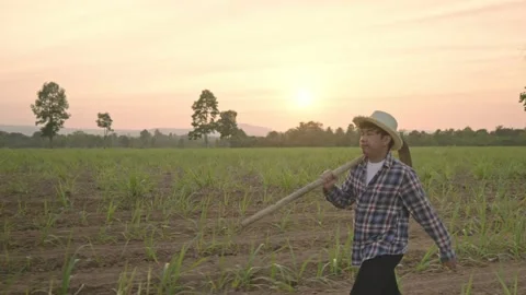 Farmer working in sugarcane field with sun background Vídeos de archivo 146845772