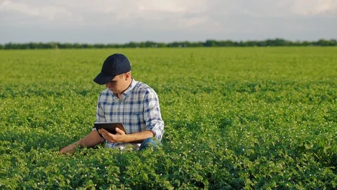 Farmer working with tablet in a chickpea field Stock Footage 111896103