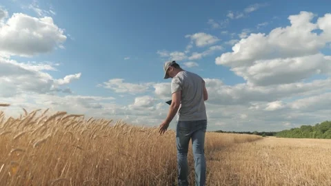 Farmer working with tablet computer on wheat field. Agricultural business Stock Footage 148143760