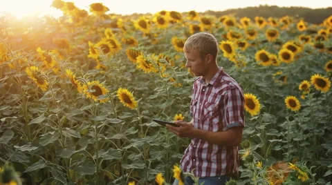 Farmer working with the tablet. Stock Footage 65518682