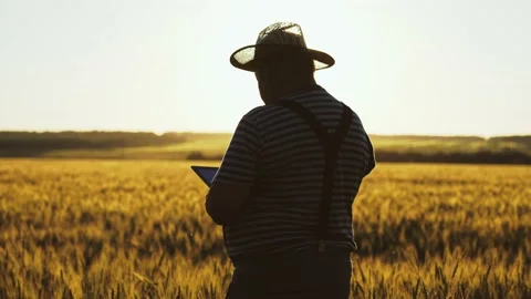 Farmer working with tablet in green wheat field on sun rays at sunset. Rye 스톡 동영상 206660935