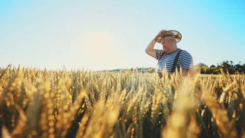 Farmer working with tablet in green wheat field on sun rays at sunset. Rye 스톡 동영상 230014836