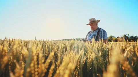 Farmer working with tablet in green wheat field on sun rays at sunset. Rye 스톡 동영상 230601011