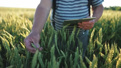 Farmer working with tablet in green wheat field on sun rays at sunset. Rye 스톡 동영상 232923005