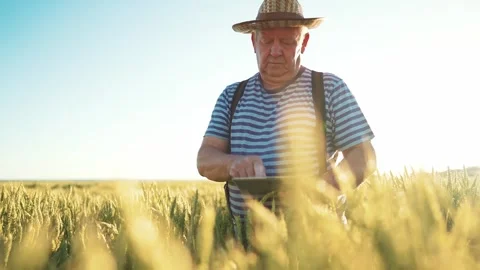 Farmer working with tablet in green wheat field on sun rays at sunset. Rye 스톡 동영상 261494743