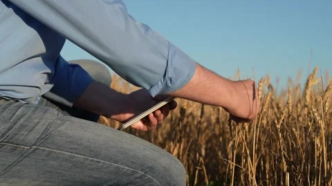 Farmer working with tablet in wheat field close up. Businessman using computer Stock Footage 296242635