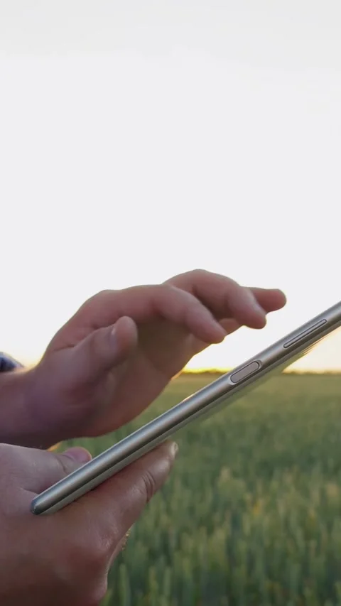 Farmer working tablet wheat field, agriculture, concept working with digital Stock Footage 298016268