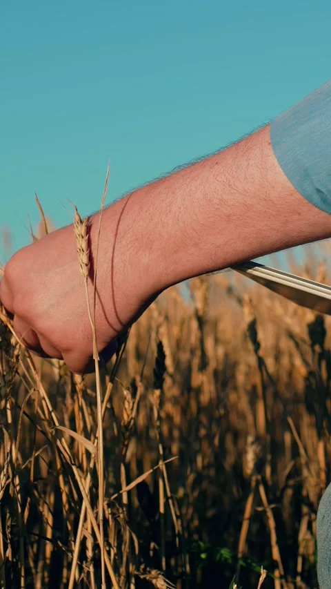 Farmer working with tablet in wheat field close up. Businessman using computer Stock Footage 306599889