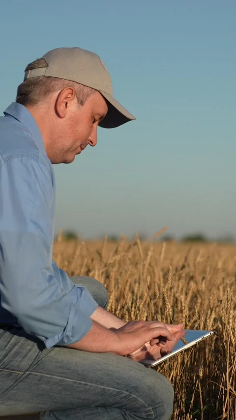 Farmer working with tablet in wheat field close up. Agricultural industry Stock Footage 308336318