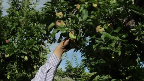 A farmer working on thinning apple trees. Stock Footage 99994287