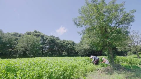 Farmer working under a clear sky Stock Footage 304269118