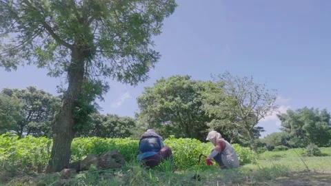Farmer working under a clear sky Stock Footage 304269121