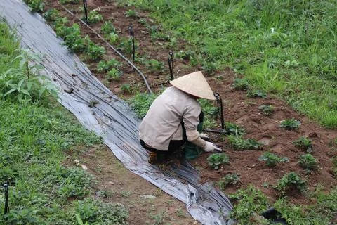Farmer Working in a Vegetable Field Foto stock