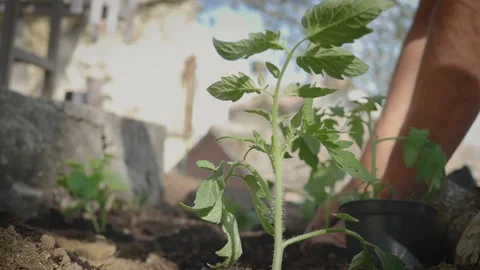 Farmer is working of vegetable garden. Tomato seedling in first plan. Organic  Stock Footage 130648914