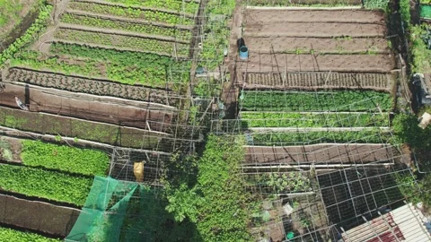 Farmer working on a Vegetable Patch, Urban Farming scene, Aerial Top Down Stock Footage 265171232