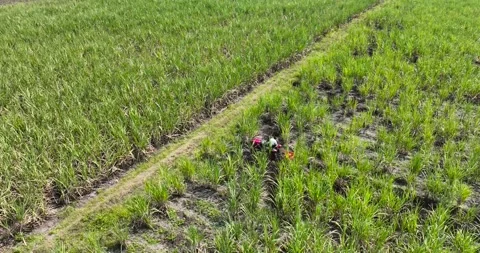 Farmer working weeding with red tractor removing unwanted grass between row.. Video stock 283259378