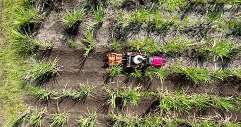 Farmer working weeding with red tractor removing unwanted grass between row.. Stock Footage 283259450
