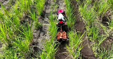 Farmer working weeding with red tractor removing unwanted grass between row.. Stock Footage 283259556