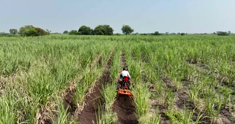 Farmer working weeding with red tractor removing unwanted grass between row.. Stock Footage 283259565