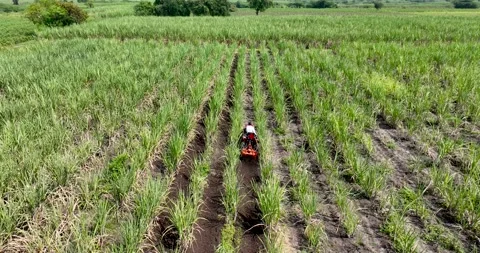 Farmer working weeding with red tractor removing unwanted grass between row.. Stock Footage 283259599