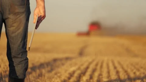 Farmer working in wheat field, combine harvester ploughing in wheat field Stock Footage 295809241