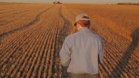 Farmer working in wheat field, combine harvester ploughing in wheat field Stock Footage 307065753