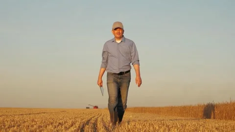 Farmer working in wheat field, combine harvester ploughing in wheat field Stock Footage 312235573