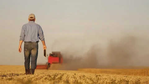 Farmer working in wheat field, combine harvester ploughing in wheat field Stock Footage 316179521