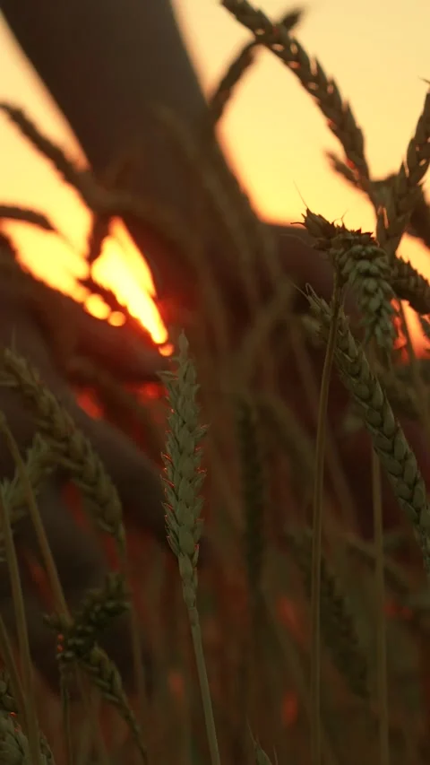 Farmer working in wheat field sunset. Agricultural industry. Man rejoices at big Stock Footage 308336387