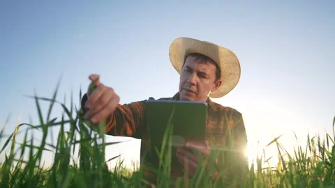 Farmer working in wheat a field with tablet. agriculture business concept. male Stock Footage 287234606