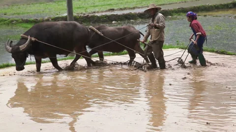 Farmer works 4653 库存影片 44913545