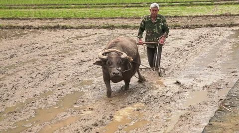 Farmer works 4720 Stockbeeldmateriaal 44914122