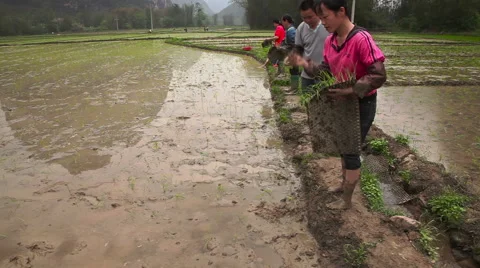 Farmer works 4763 库存影片 44914222