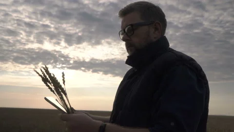 Farmer works with a computer tablet in a wheat field at sunset. Businessman with Stock Footage 164708256