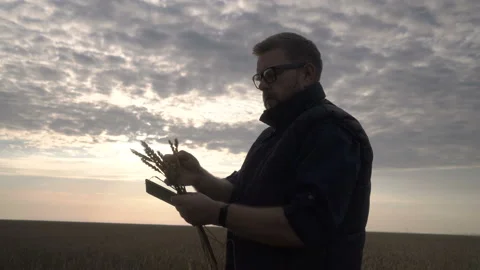Farmer works with a computer tablet in a wheat field at sunset. Businessman with Stock Footage 164708511