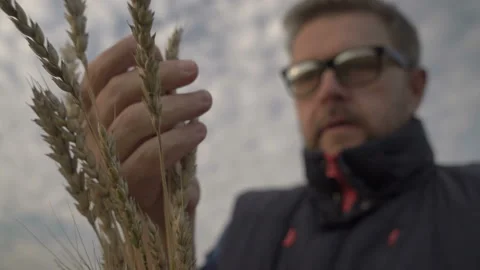 Farmer works with a computer tablet in a wheat field at sunset. Businessman with Stock Footage 164708817